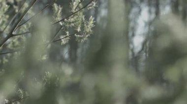 Bahar doğa, Bahar, ağaçlar