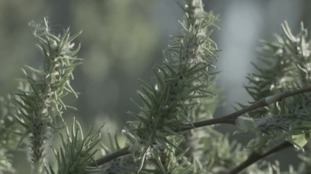 Vår natur, träd på våren — Stockvideo