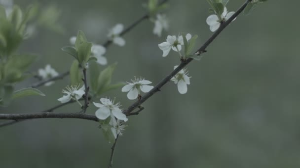 Весняна природа, Дерева навесні — стокове відео