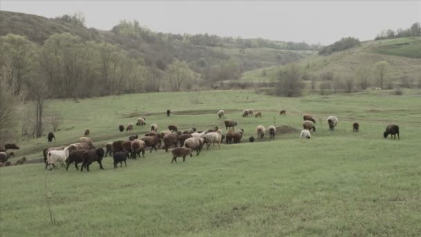 Un troupeau de vaches et de moutons 