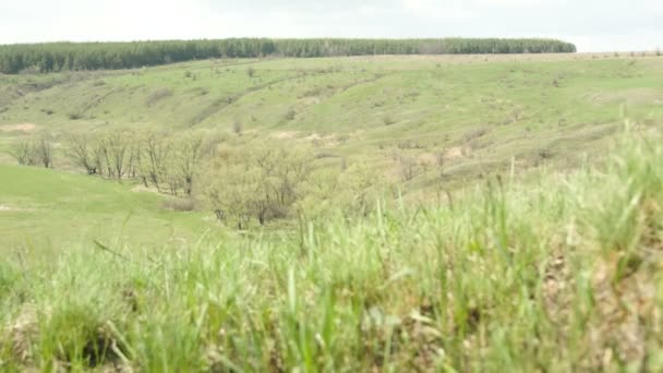 Vårens natur — Stockvideo