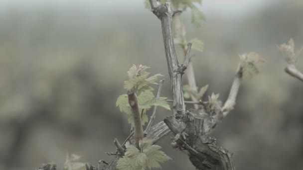 Frühlingsknospen im Weinberg — Stockvideo