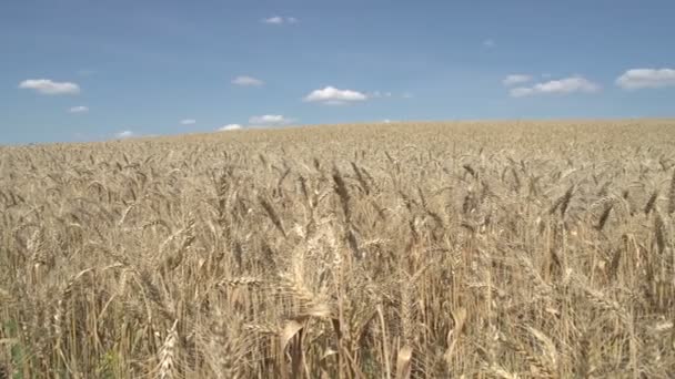 El campo de centeno — Vídeos de Stock