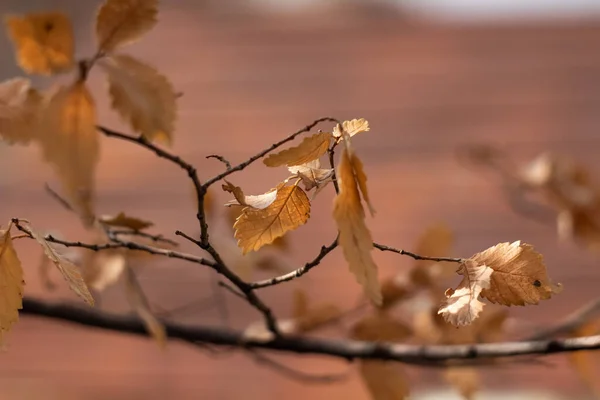 Doğanın güzel yaratıcı eserleri