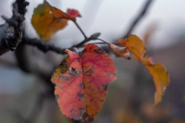 Sonbahar yaprakları yerde.