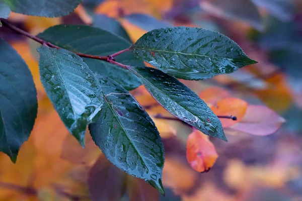 Suda sonbahar yaprakları