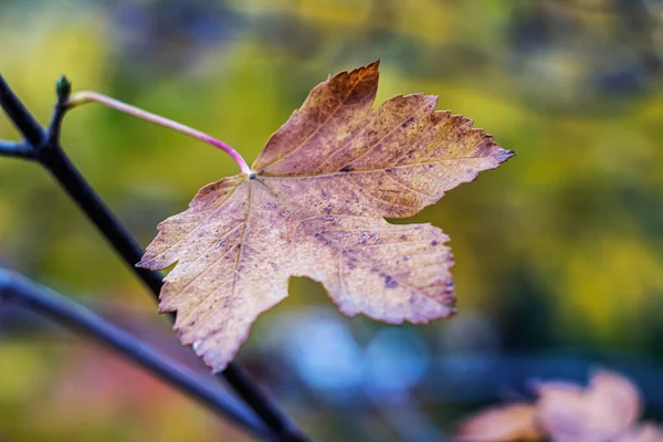 Ağaçta sonbahar yaprakları