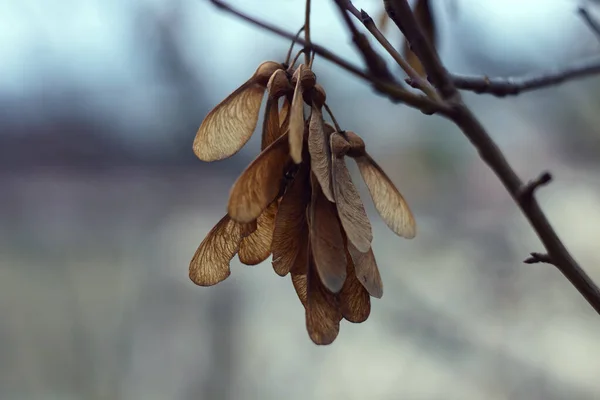 Bir ağacın tomurcukları