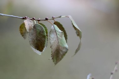 Sonbahar yaprakları rüzgarda