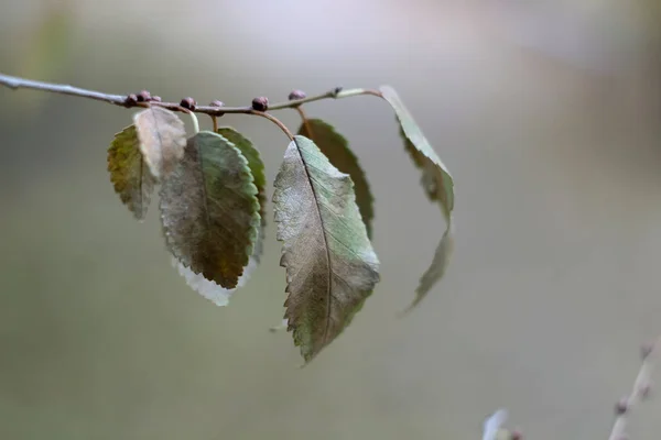 Sonbahar yaprakları rüzgarda