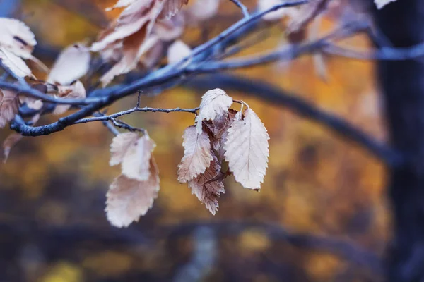 Sonbahar yaprakları karda