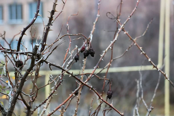 Dikenleri olan bir bitki.