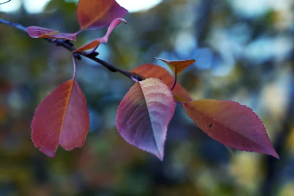 Herfst Bladeren Zon — Stockfoto