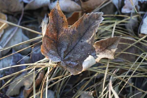 Bei Dem Kalten Herbstwetter Draußen Ist Nur Der Besitzer Ausgetrocknet — Stockfoto