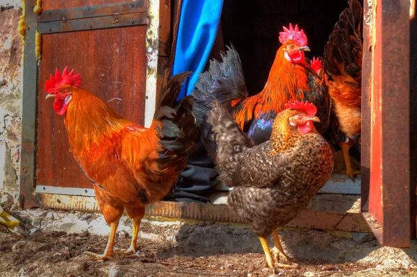 Pets Always Our Care Poultry — Stock Photo, Image