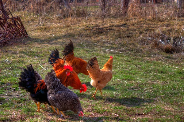 Her zaman bizim gözetimimizde olan evcil hayvanlar, kümes hayvanları.