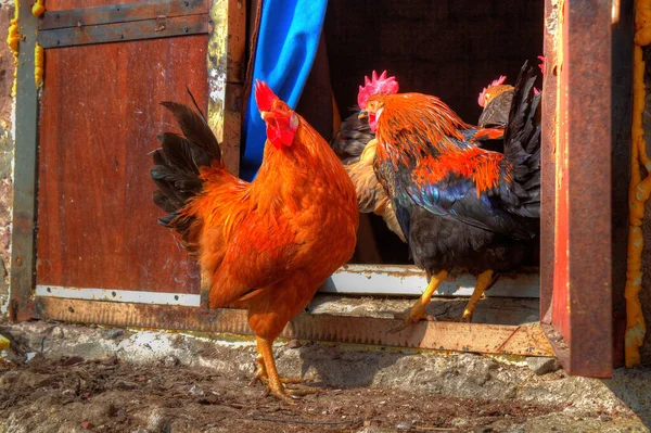 Her zaman bizim gözetimimizde olan evcil hayvanlar, kümes hayvanları.