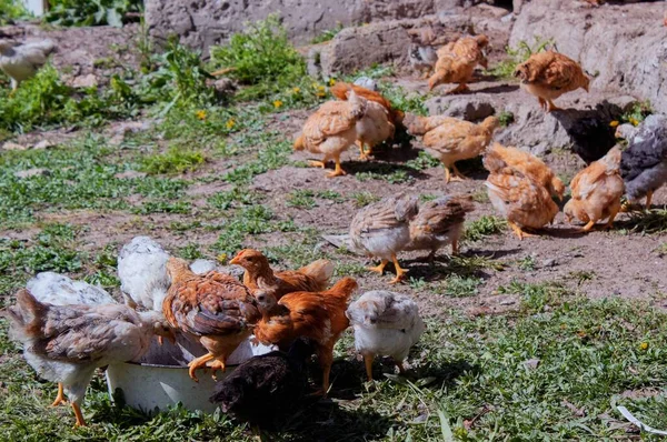 Her zaman bizim gözetimimizde olan evcil hayvanlar, kümes hayvanları.