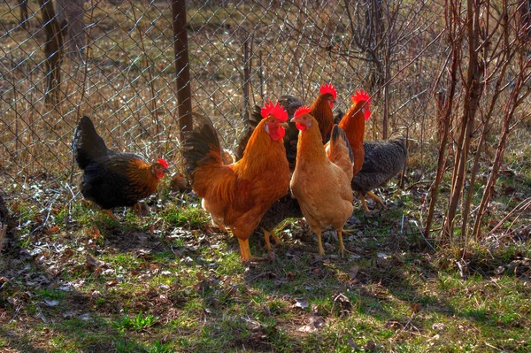 Her zaman bizim gözetimimizde olan evcil hayvanlar, kümes hayvanları.
