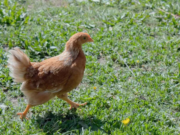 Pets Always Our Care Poultry — Stock Photo, Image