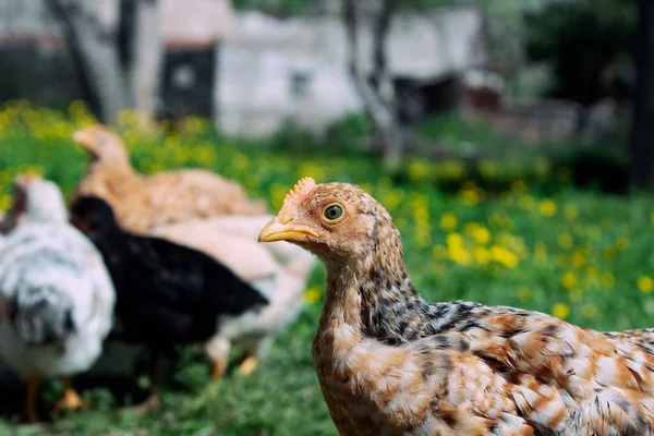 Her zaman bizim gözetimimizde olan evcil hayvanlar, kümes hayvanları.
