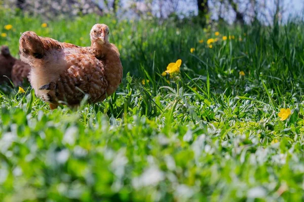Her zaman bizim gözetimimizde olan evcil hayvanlar, kümes hayvanları.