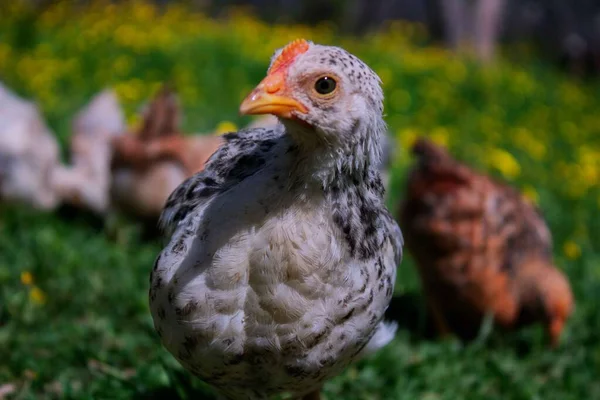 Pets Always Our Care Poultry — Stock Photo, Image