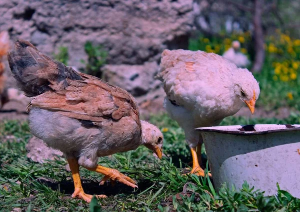 Her zaman bizim gözetimimizde olan evcil hayvanlar, kümes hayvanları.