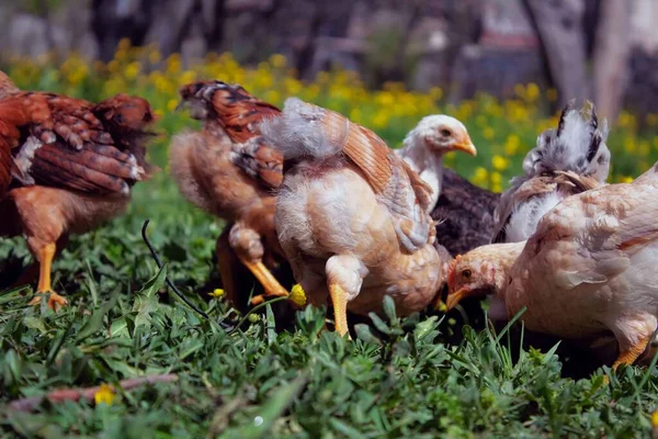 Pets Always Our Care Poultry — Stock Photo, Image