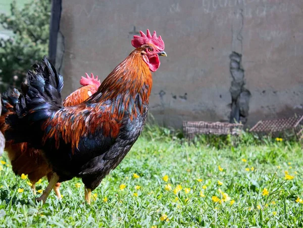 Hewan Ternak Yang Selalu Dalam Perawatan Kami Unggas — Stok Foto