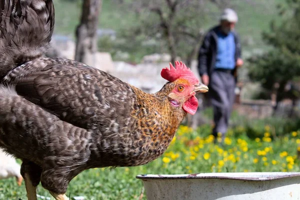 Her zaman bizim gözetimimizde olan evcil hayvanlar, kümes hayvanları.