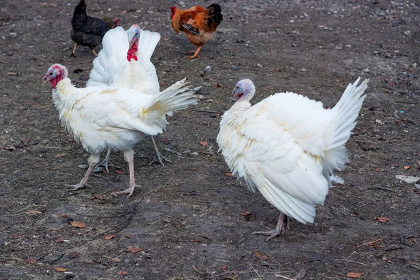 White Rooster Farm — Stock Photo, Image