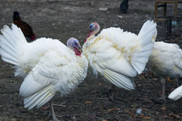 Çiftlikteki beyaz horoz