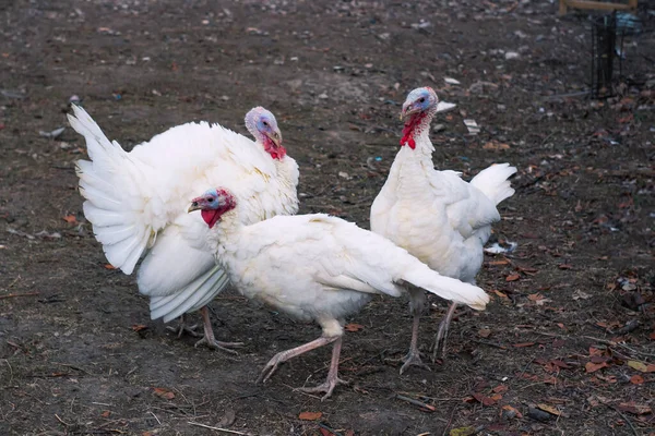 White Rooster Farm — Stock Photo, Image