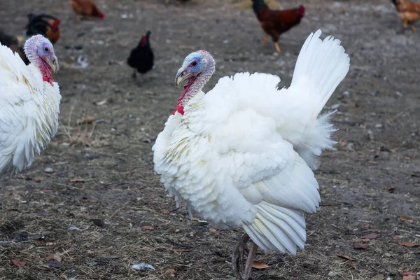 Çiftlikteki beyaz horoz