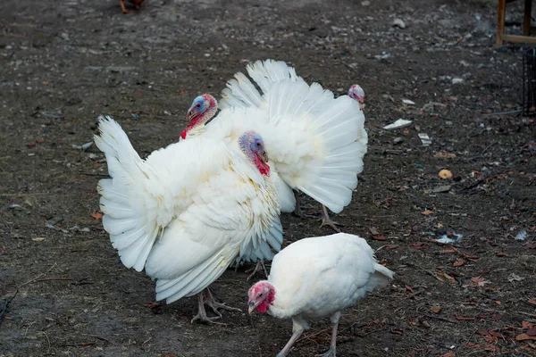 Çiftlikteki beyaz horoz