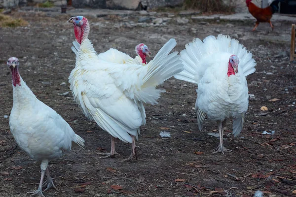 Çiftlikteki beyaz horoz