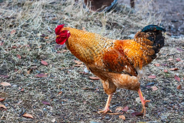 Tavuklar, insanların rollerde hayatta kaldığı evcil hayvanlardır.