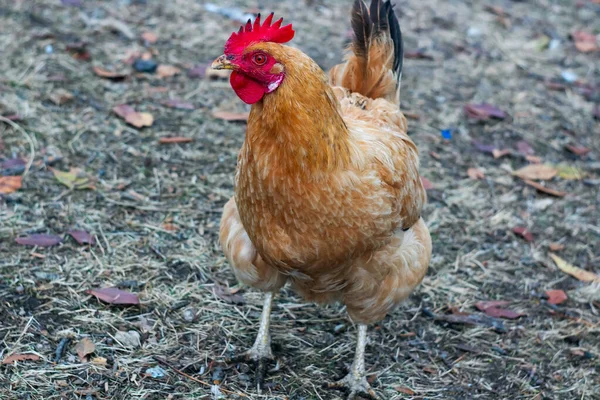 Ayam Adalah Hewan Peliharaan Dengan Manusia Bertahan Dalam Peran — Stok Foto