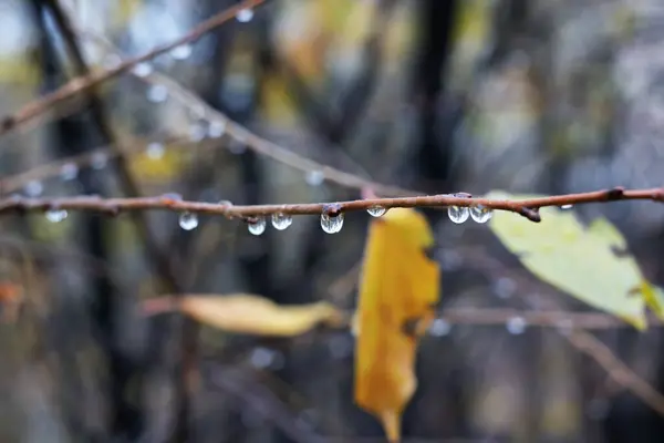 Ağaçta sonbahar yaprakları
