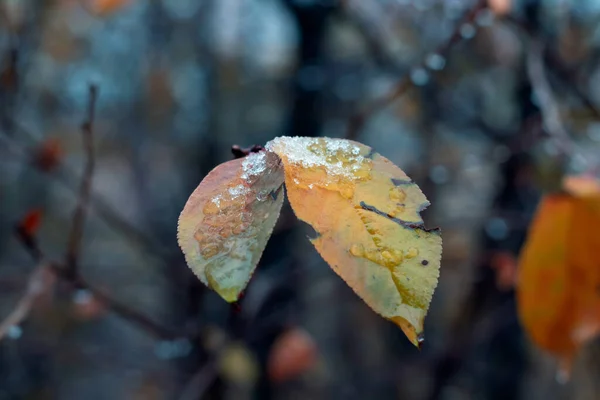 Ağaçta sonbahar yaprakları