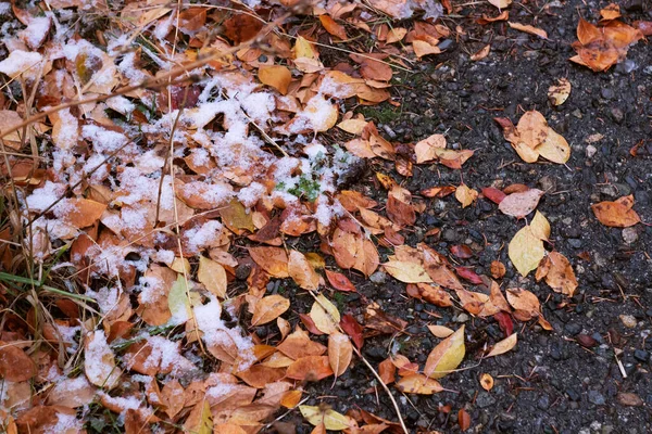 Ağaçta sonbahar yaprakları