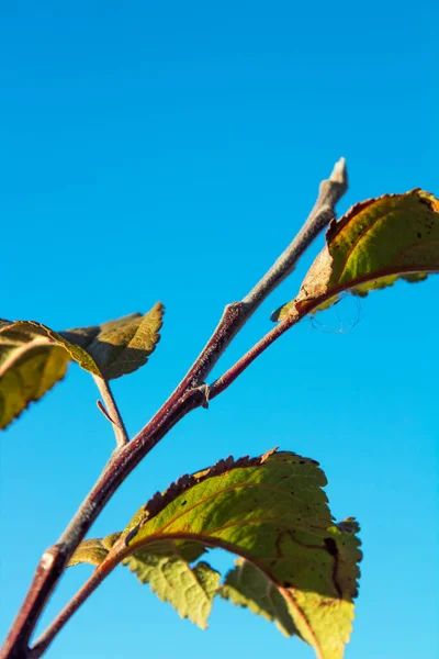 Sonbahar yaprakları mavi gökyüzüne karşı