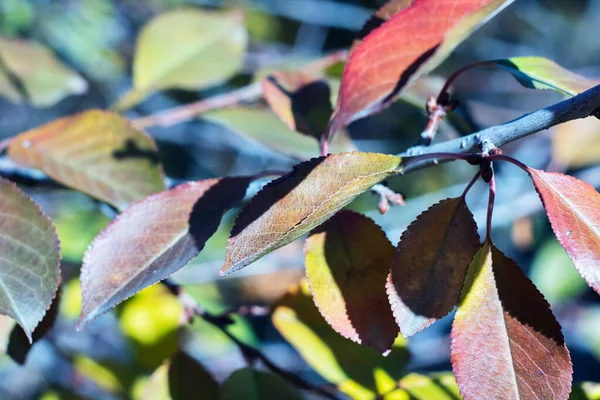 Ağaçta sonbahar yaprakları