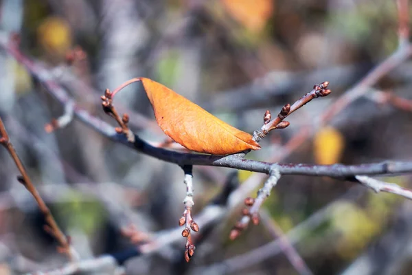 Ağaçta sonbahar yaprakları