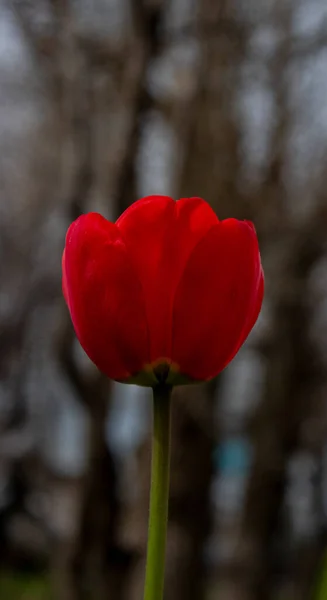 Çiçekler baharın güzel bir süsüdür.
