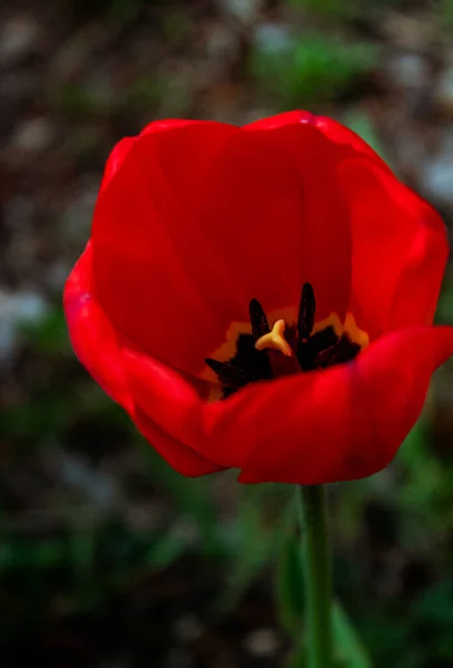 Çiçekler baharın güzel bir süsüdür.