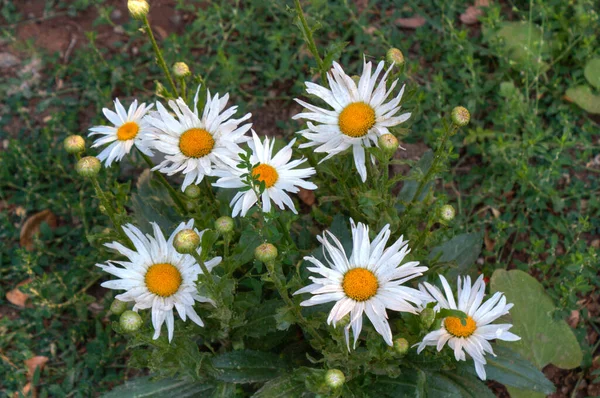 Doğada güzel çiçekler doğar.