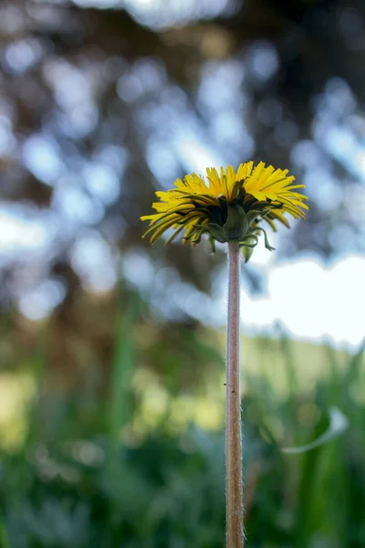 Цветы Желтые Природе Открытые — стоковое фото