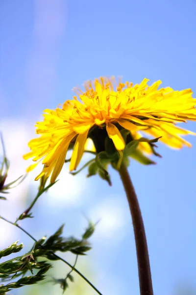 Цветы Желтые Природе Открытые — стоковое фото